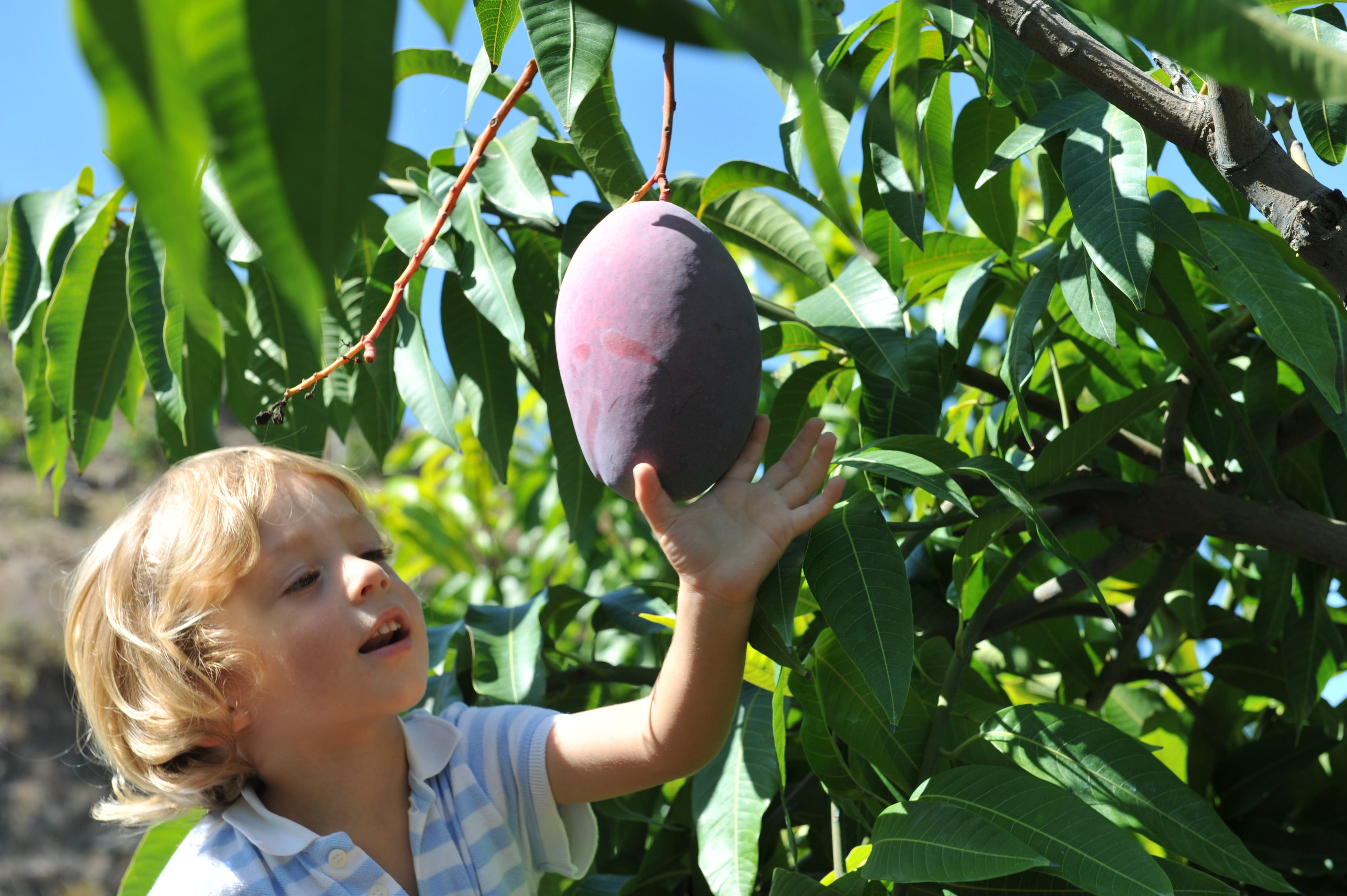 Børn holder en mango i hånd på en gård