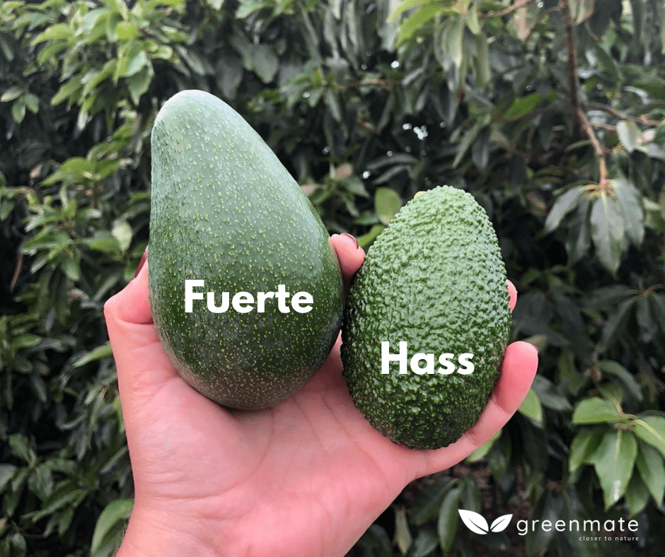 Hvad er Hass avocado, og er der forskel på avocadoerne