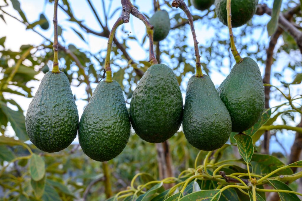 Hvad betyder, at avocadoer er klimakteriske frugter?