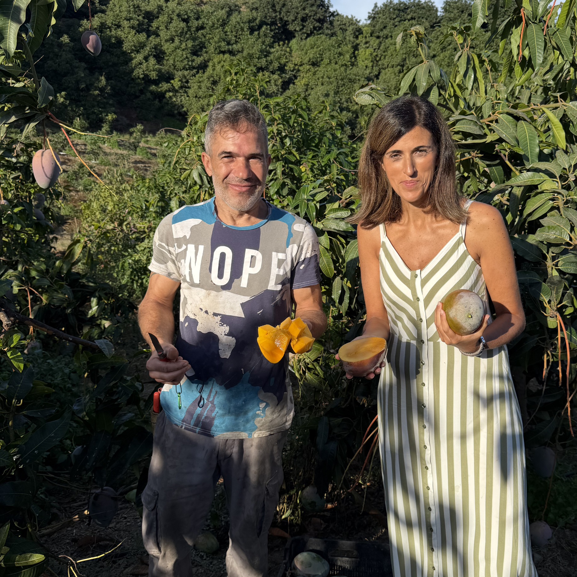 Økologisk mango 4 kg (6-7 stk.)