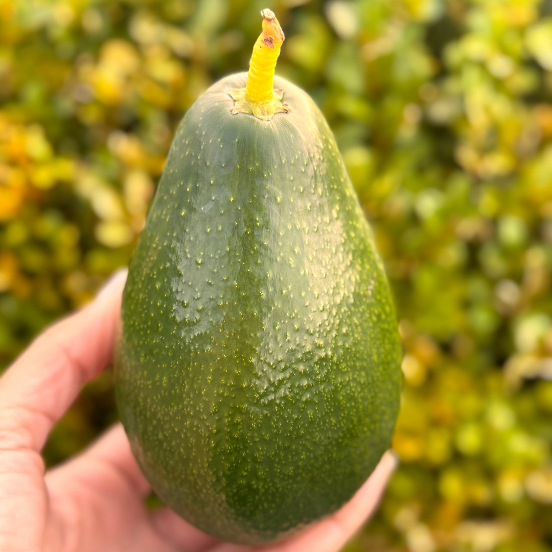 Økologisk Bacon Avocado 3 kg (12 - 13 stk.)