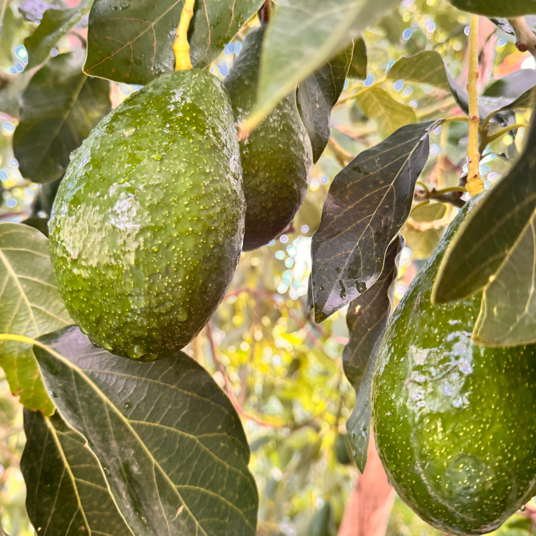 Økologisk Bacon Avocado 3 kg (12 - 13 stk.)