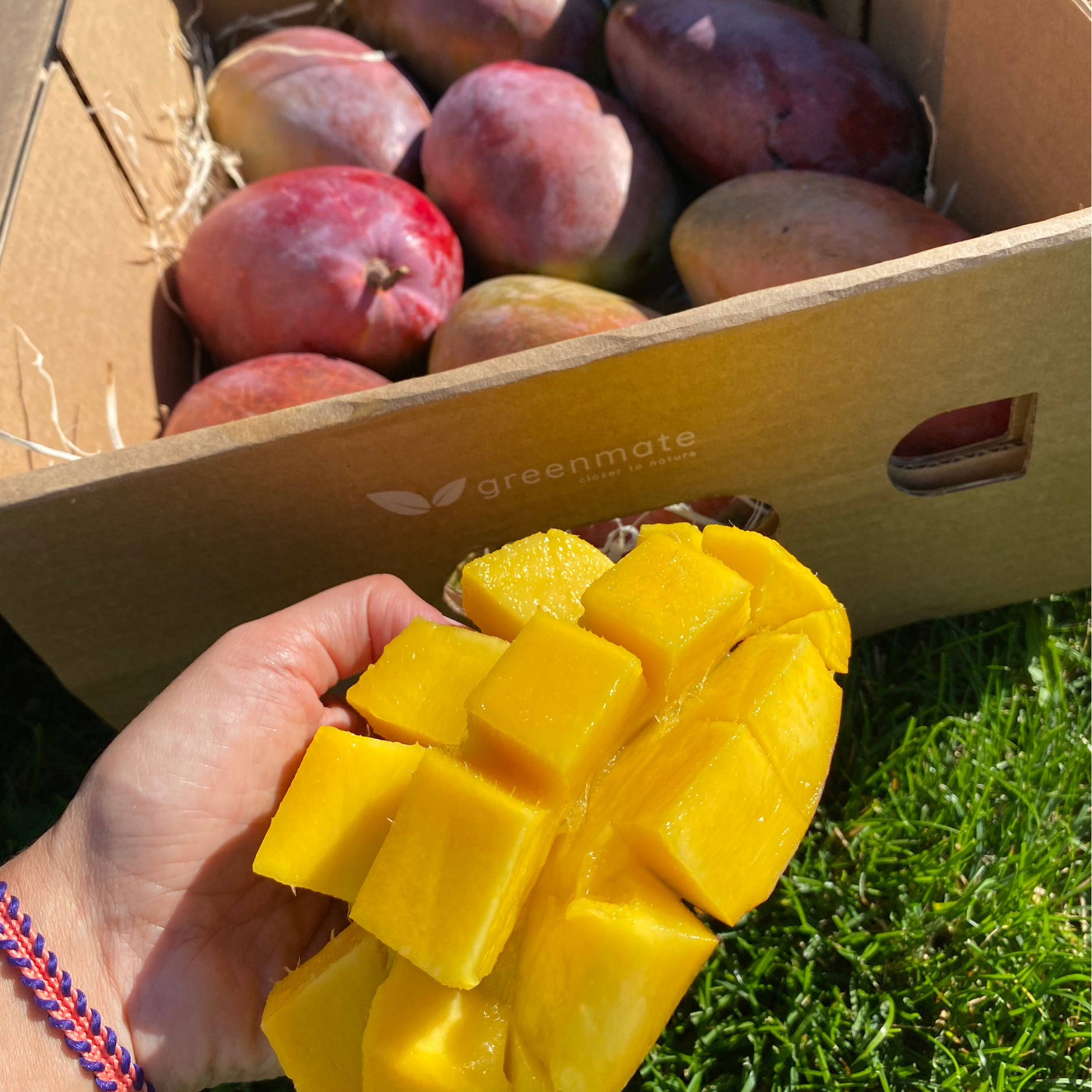Økologisk mango 4 kg (6-7 stk.)