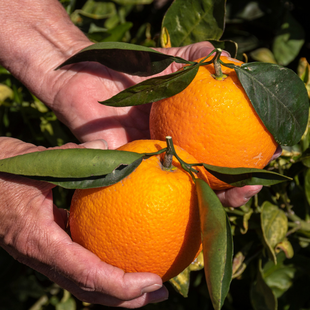 Two hands holding oranges
