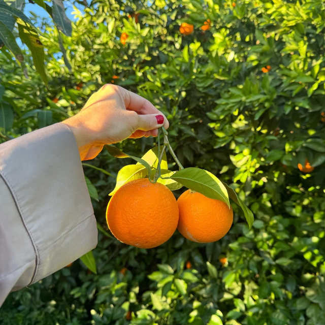 oranges under an orangetree
