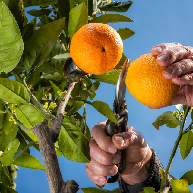 Two hands picking oranges from the tree