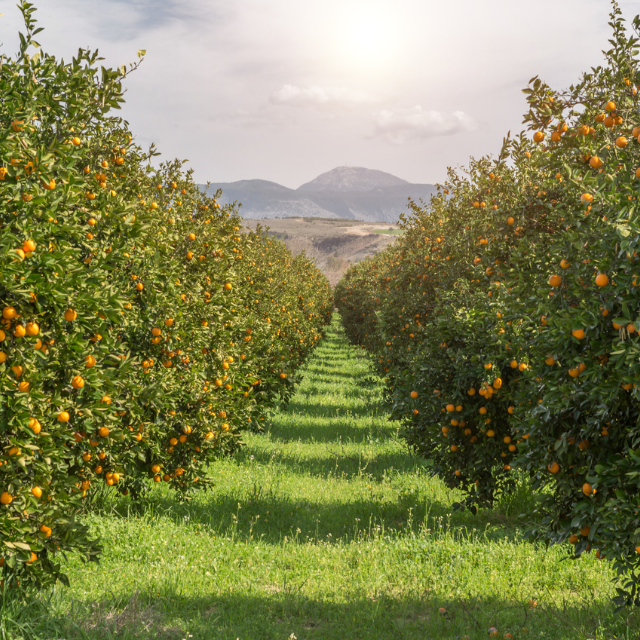 Orange trees in the farm