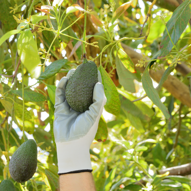 Hand wearing a glove holding an avocado near an avocado tree