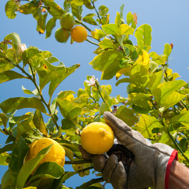 Hand wearing a glove picking a lemon from a tree against a clear blue sky.