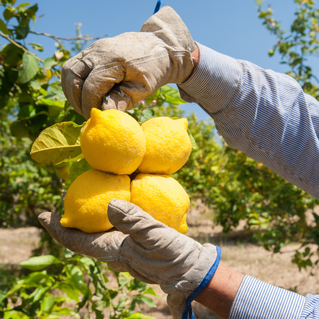 Person holding a bunch of lemons with gloves on, against a natural background