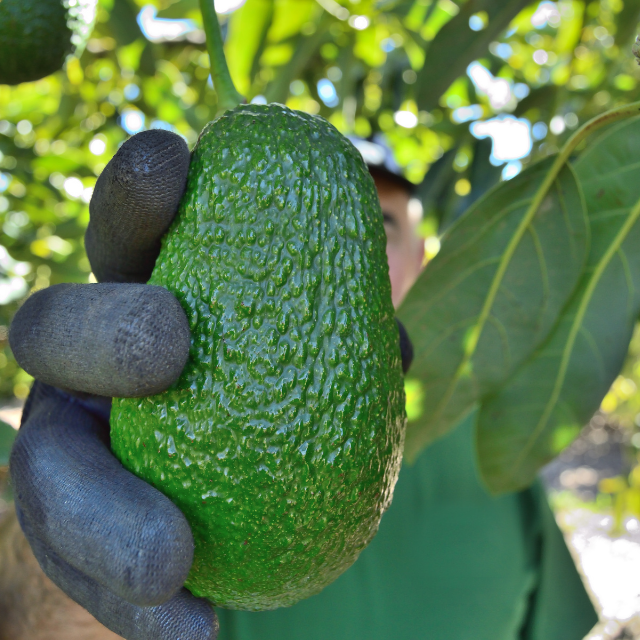 Hand holding a green avocado with a blurred background of foliage