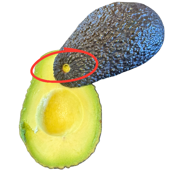 Grøn farve ved stilken på en moden avocado