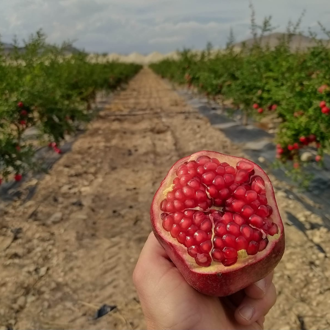 Granatæble på farm