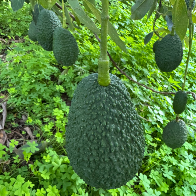 Avocados hanging from a tree with green leaves in the background
