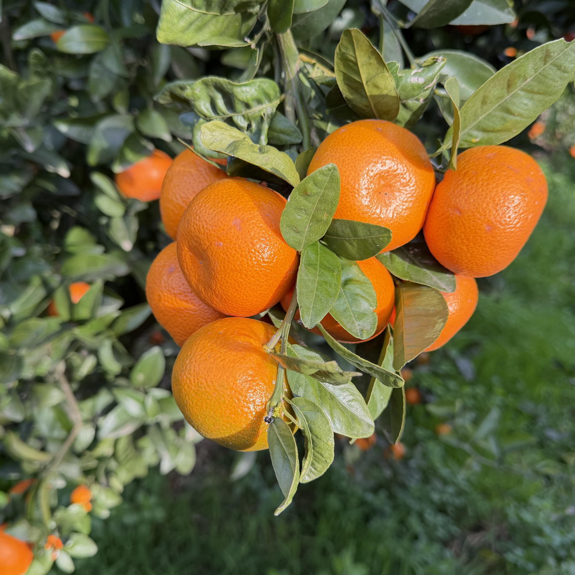 A brunch of clementines in the farm