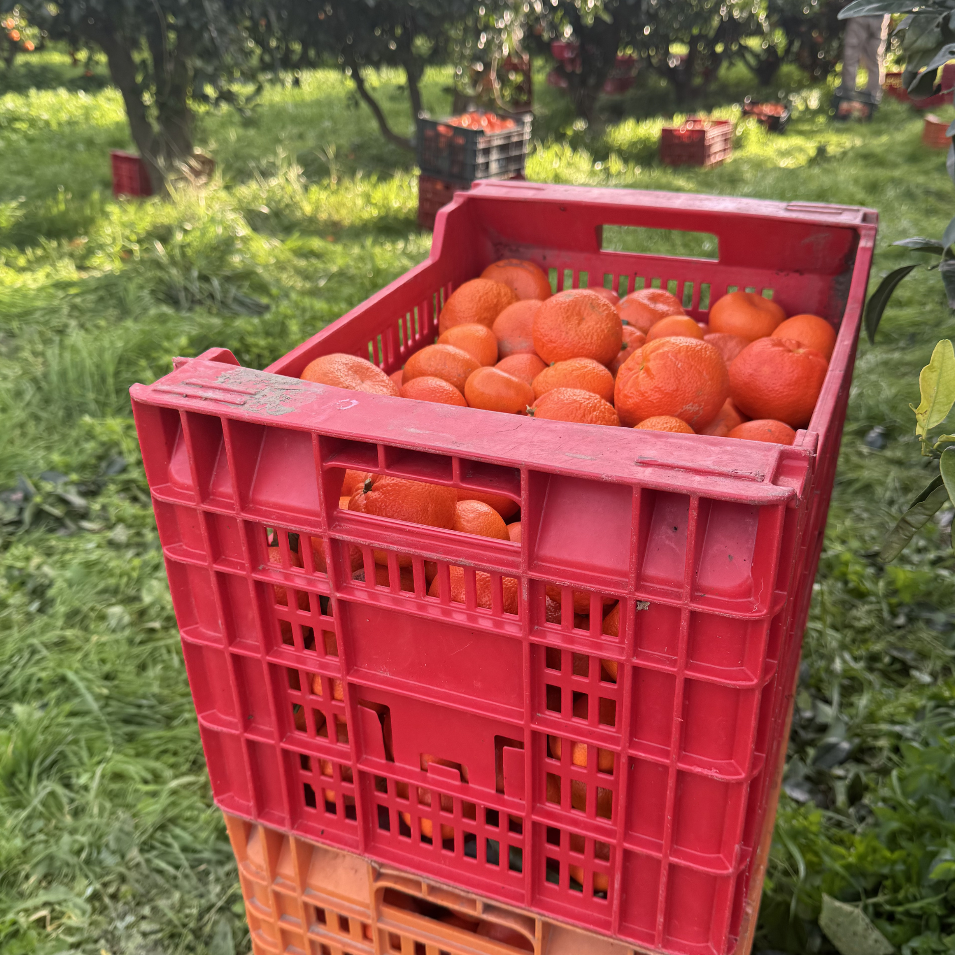 clementines in boxes in the farm