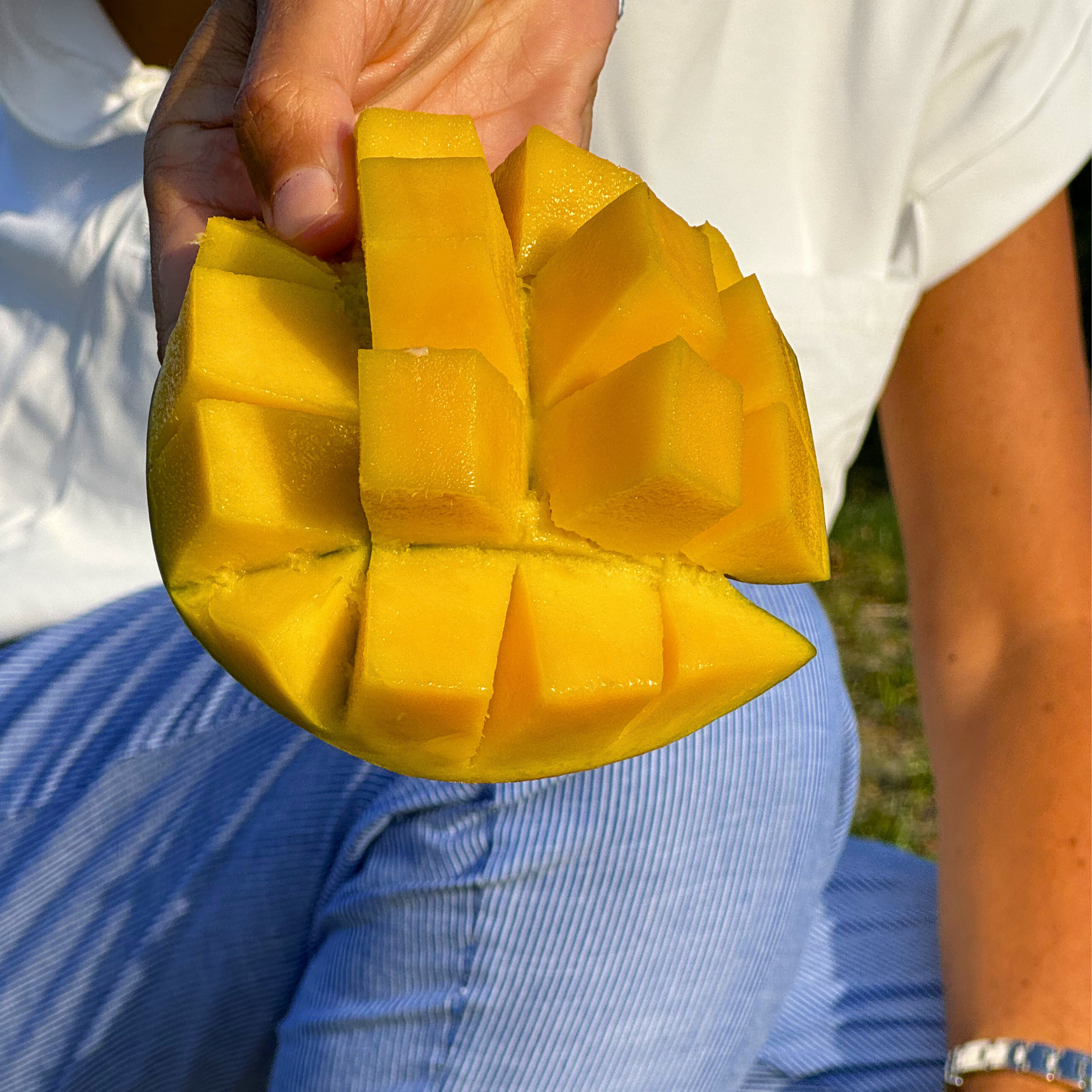 Showing a perfect mango