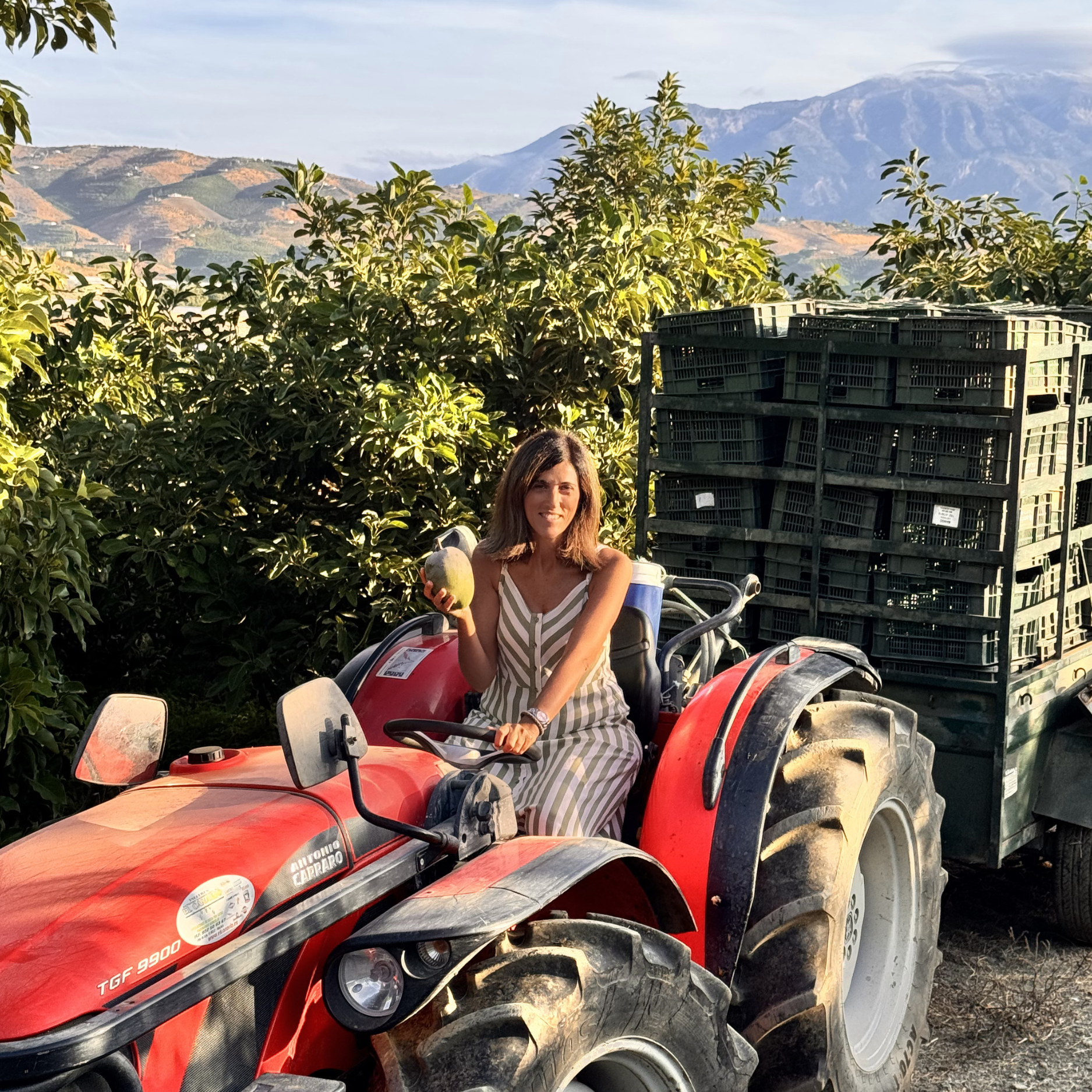 Mango harvest tractor in farm