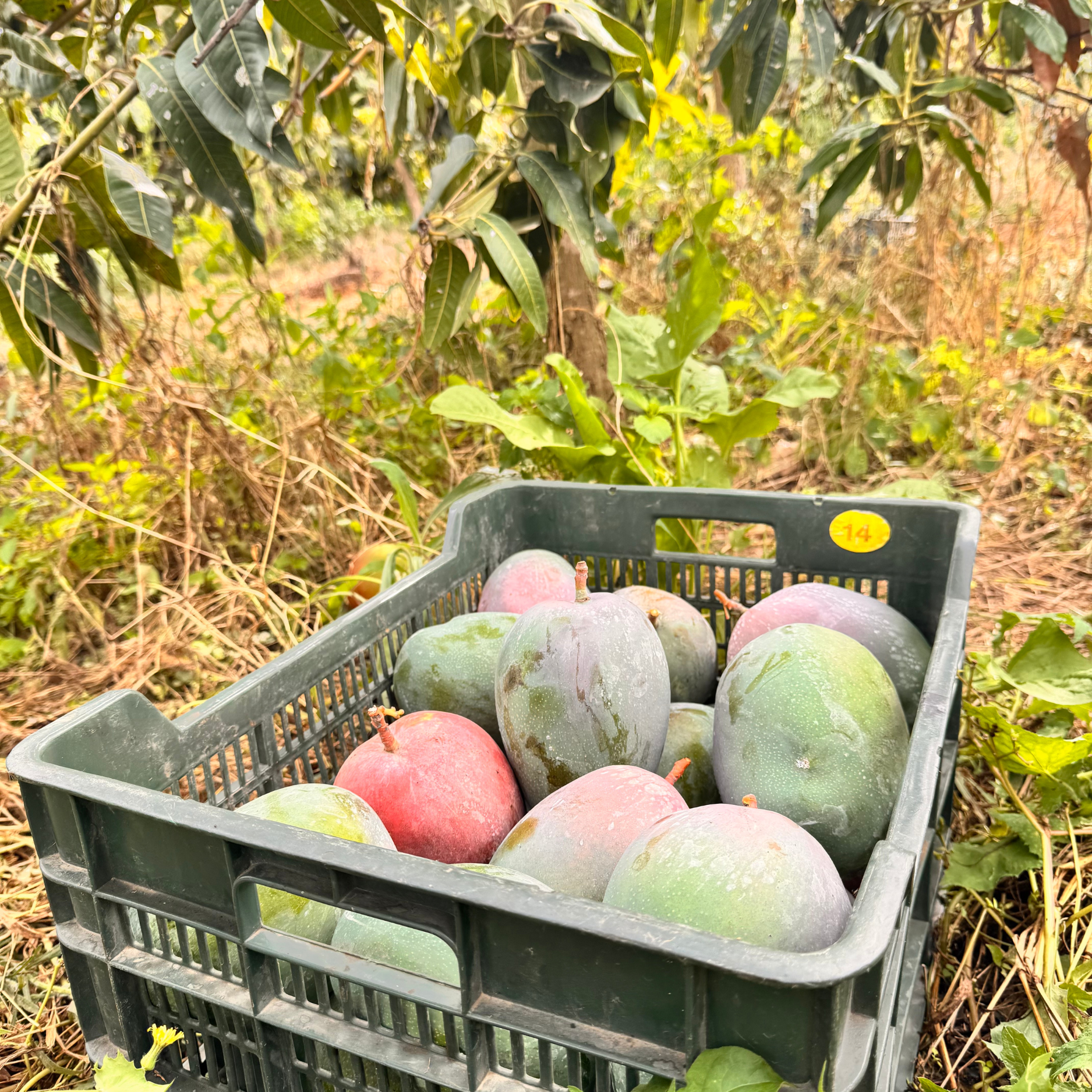 Mango harvest