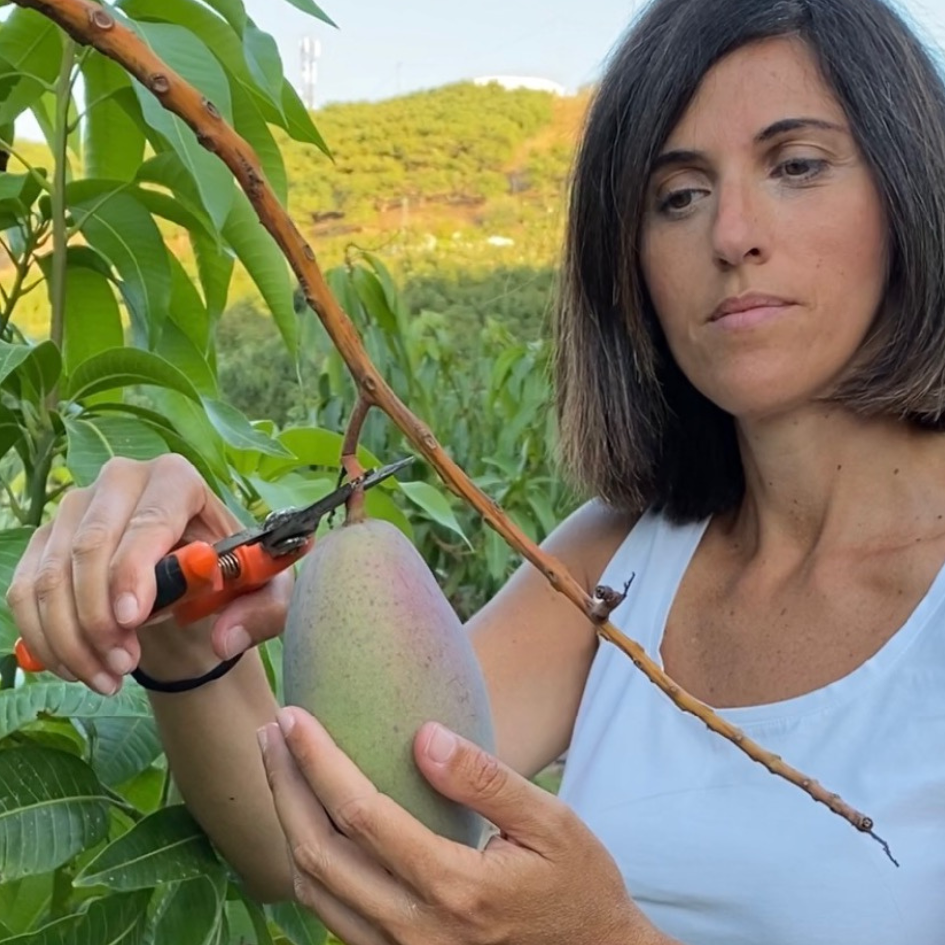 Mango harvest in our farm in Spain