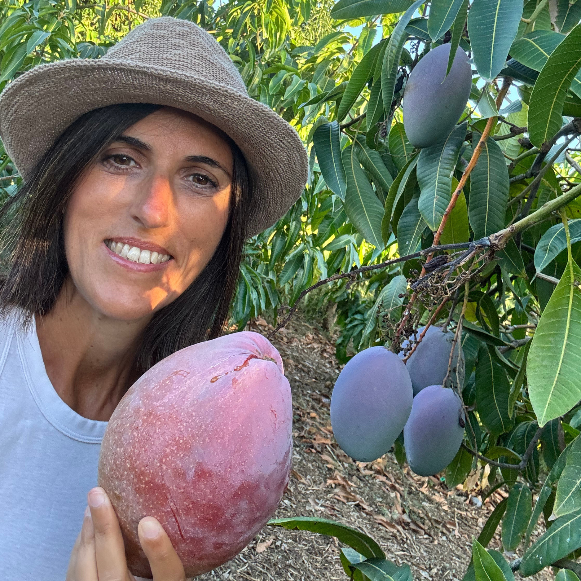 Big Osteen mango in our Spanish farm