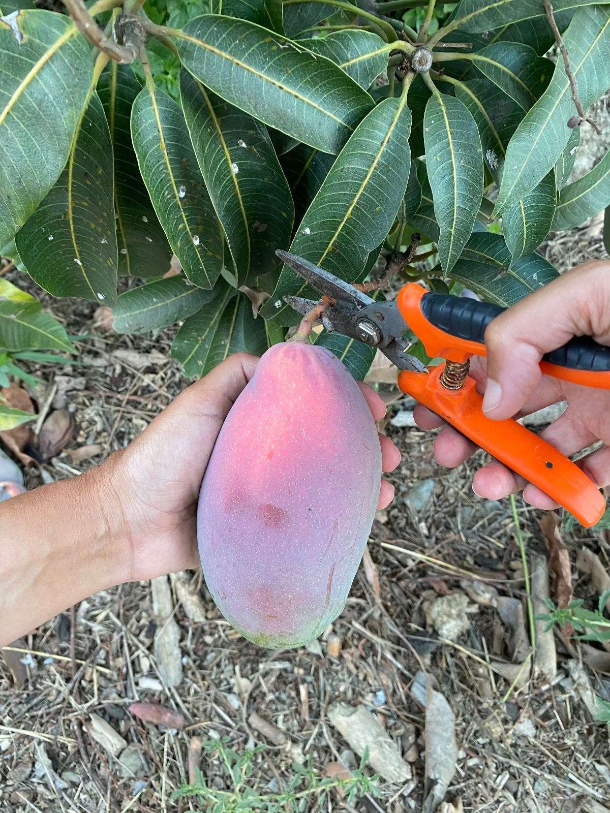 To hænder med saks holder en mango på træet under høst