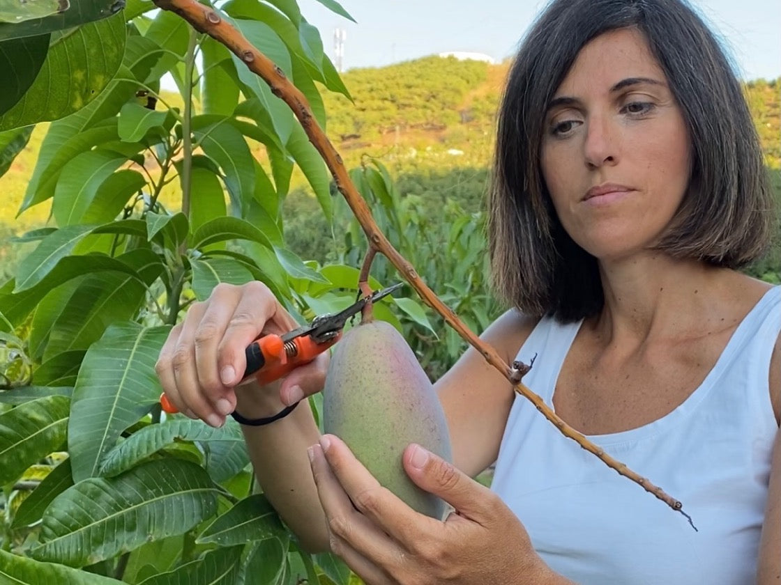 Kvinde plukker en Osteen mango med saks fra træet i Spanien