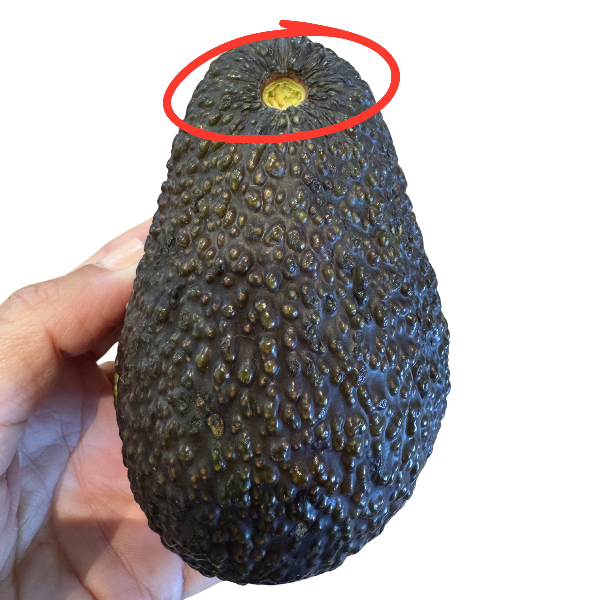 Grøn farve ved stilken af avocadoen