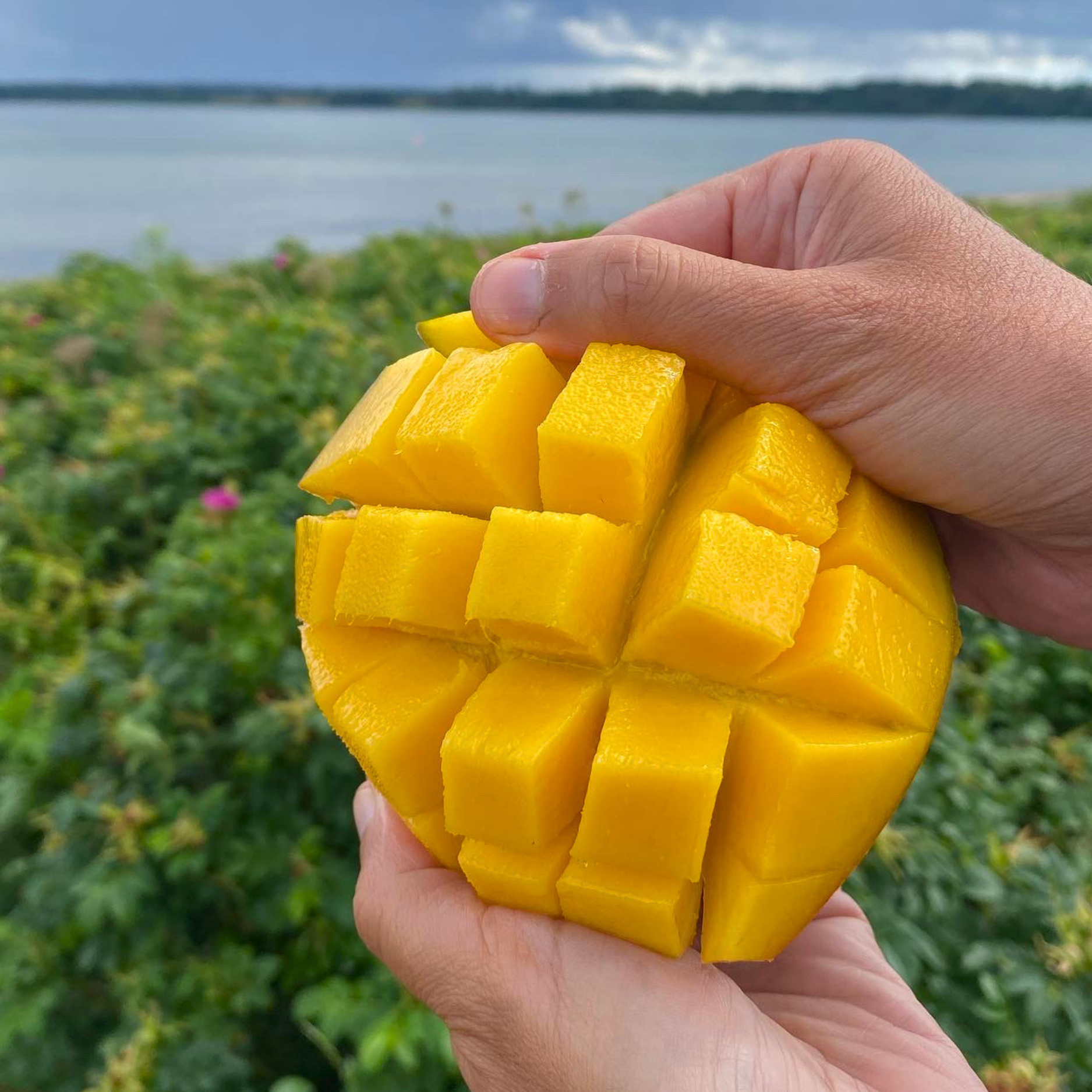 Perfect mango 