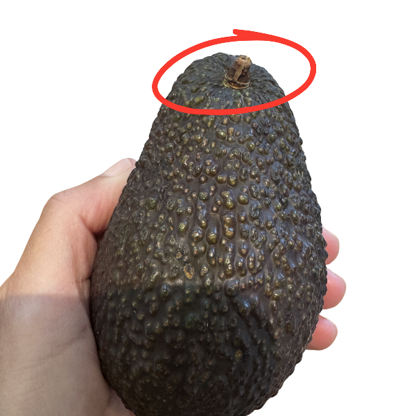 Viser at stilken på avocadoen tørrer ind