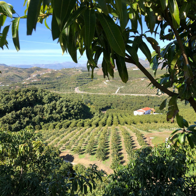 Aerial view of a coffee plantation with rows of coffee trees under a clear blue sky.