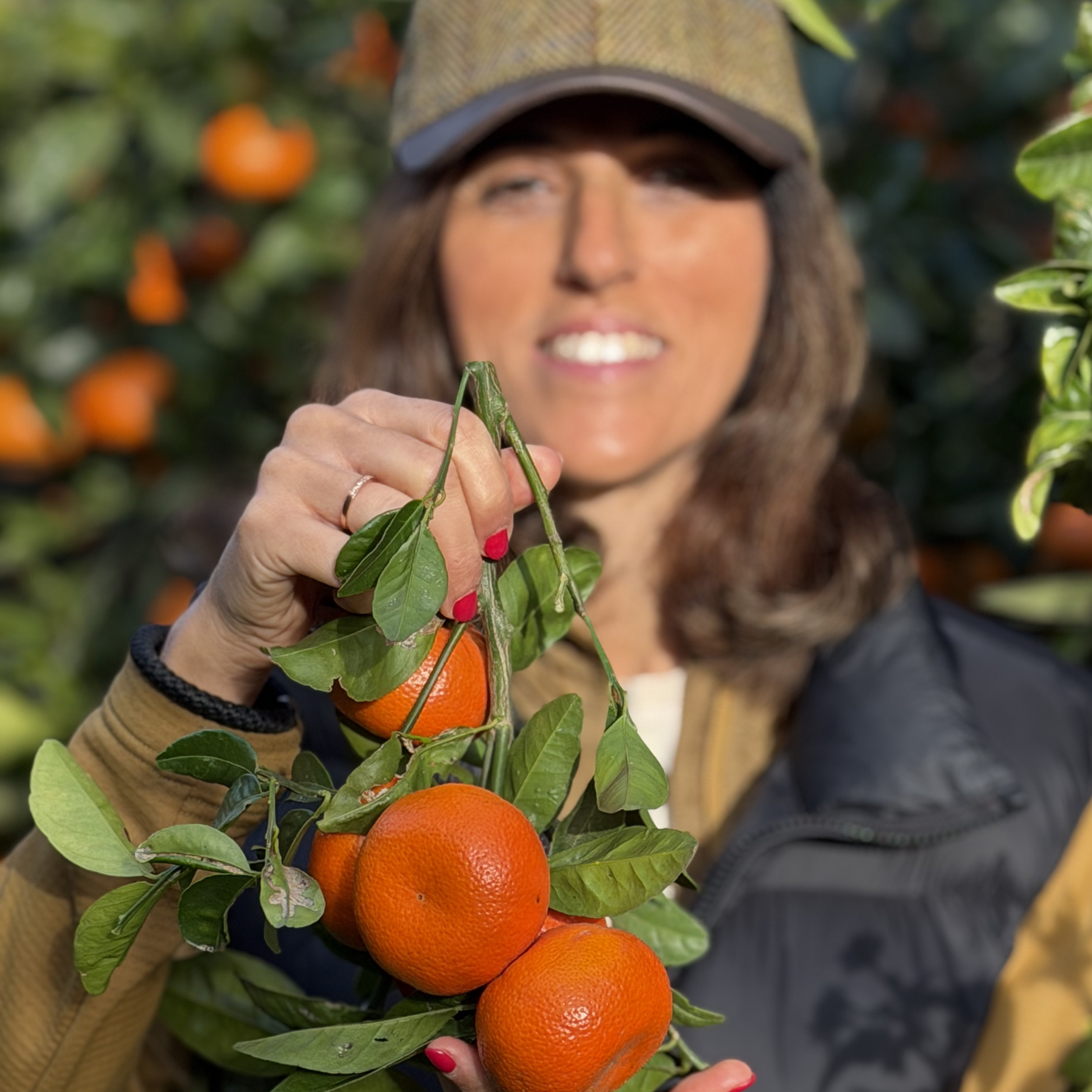 Showing a bruch of clementines in the farm