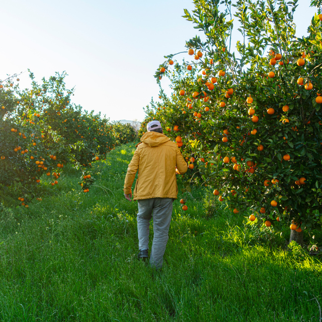 man walking by orange trees