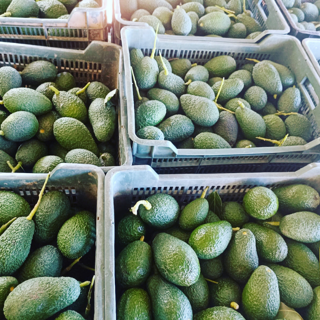 Multiple crates filled with green avocados on a sunny day.