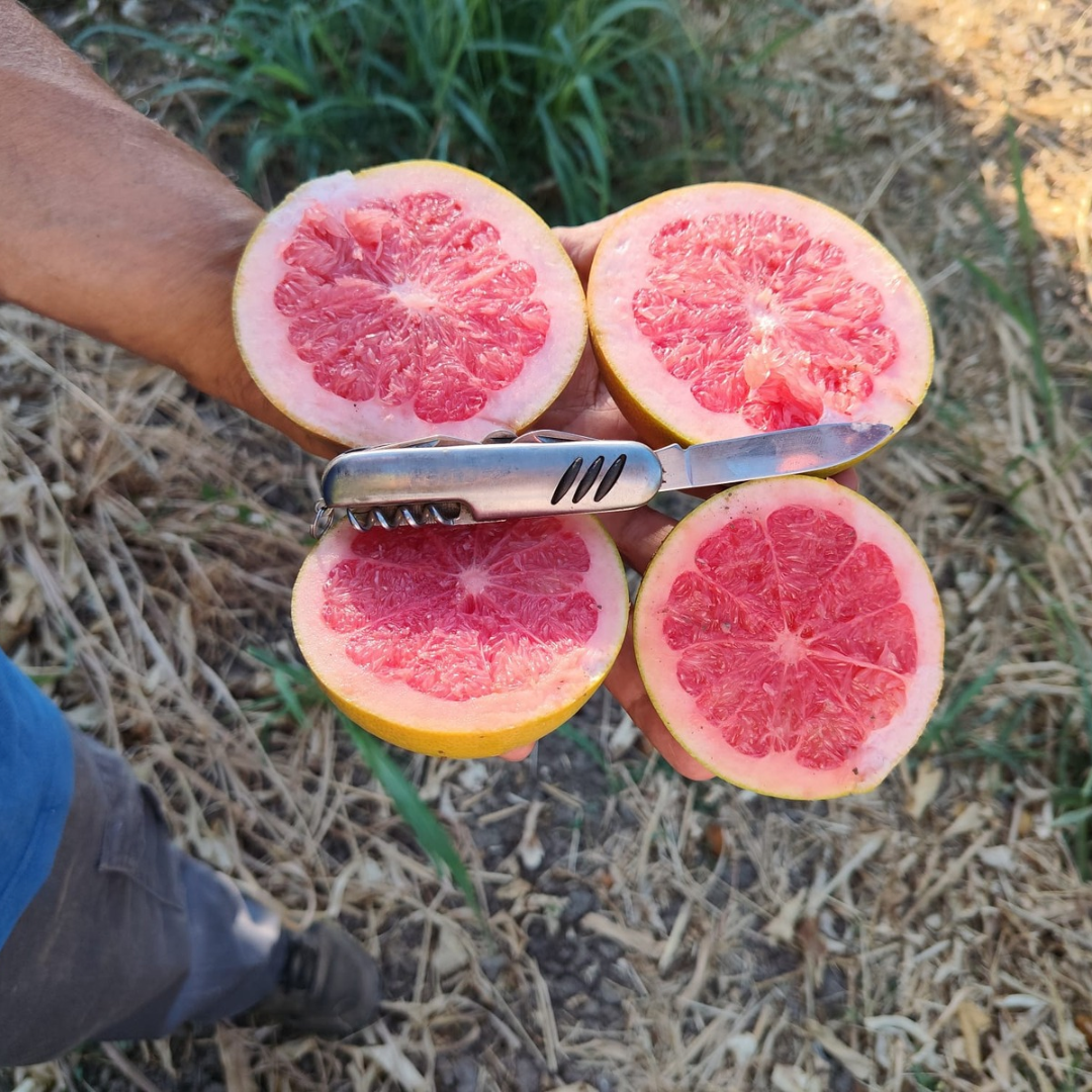 Farmer hånd med to store grapefrugter og en foldekniv på gården