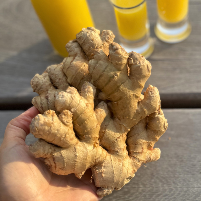 Hand holding a piece of ginger root with glasses of orange juice in the background.