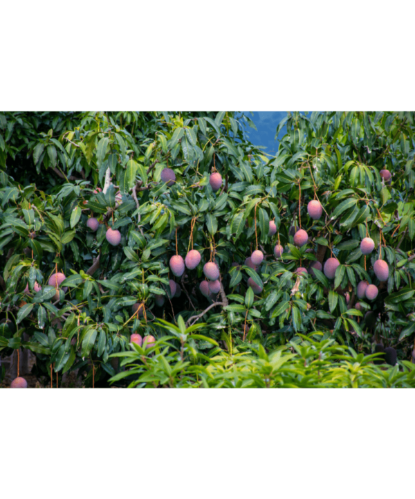 Øko mango gård i Spanien