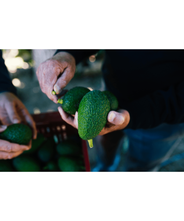 Landmand med avocado i hander