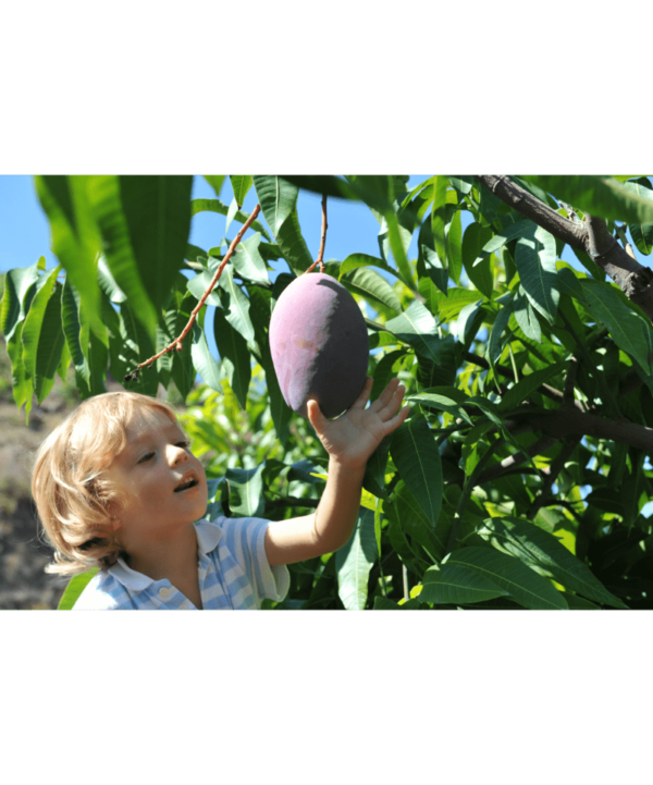 Børn plukker mango