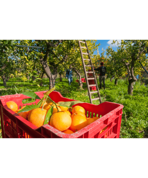 Økologiske appelsiner