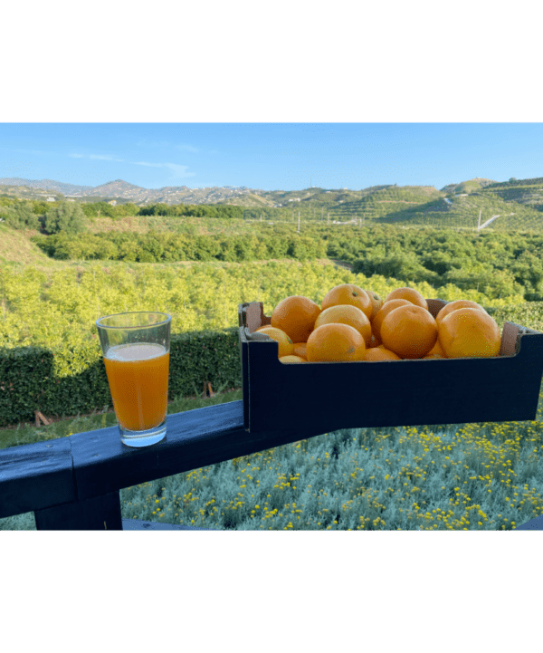 Friskhøstet appelsiner fra Spanien