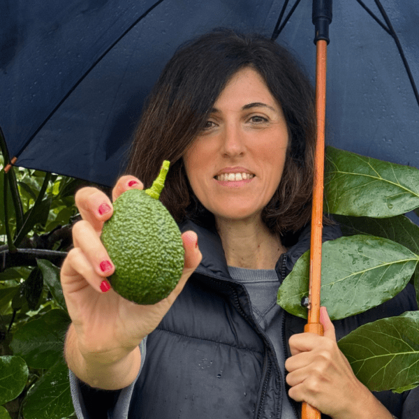 Greenmate økologiske avocadoer fra Spanien